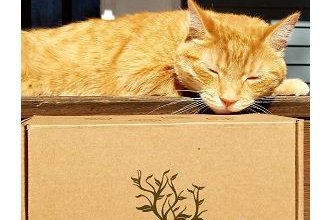 the-cat-box