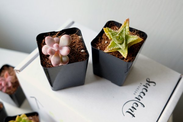 succulent-studios