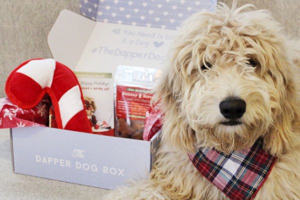 the-dapper-dog-box