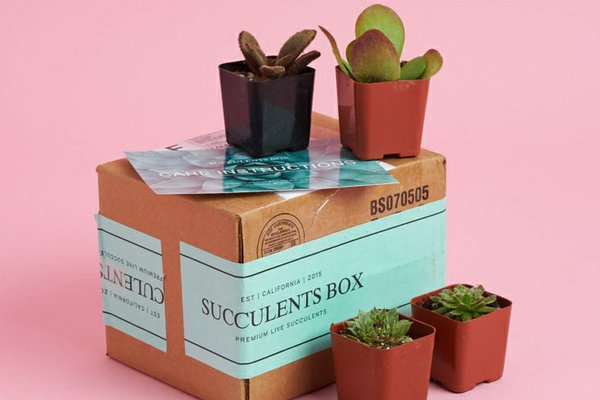 succulents-box