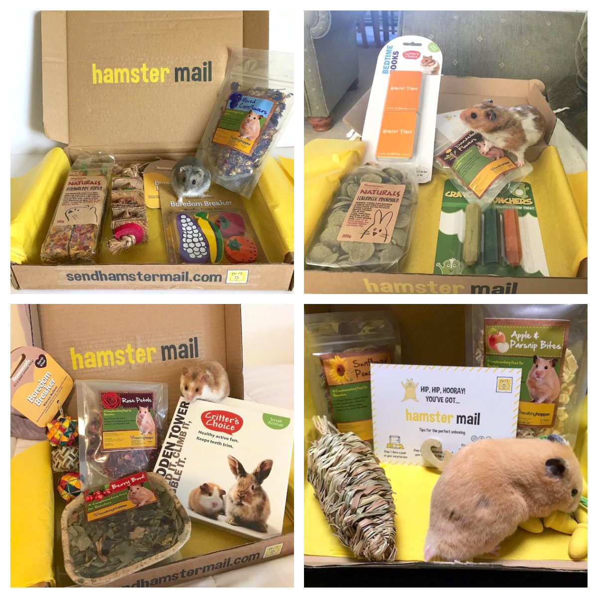 Hamster Mail Subscription Box Subscription Box Of Healthy Toys Treats