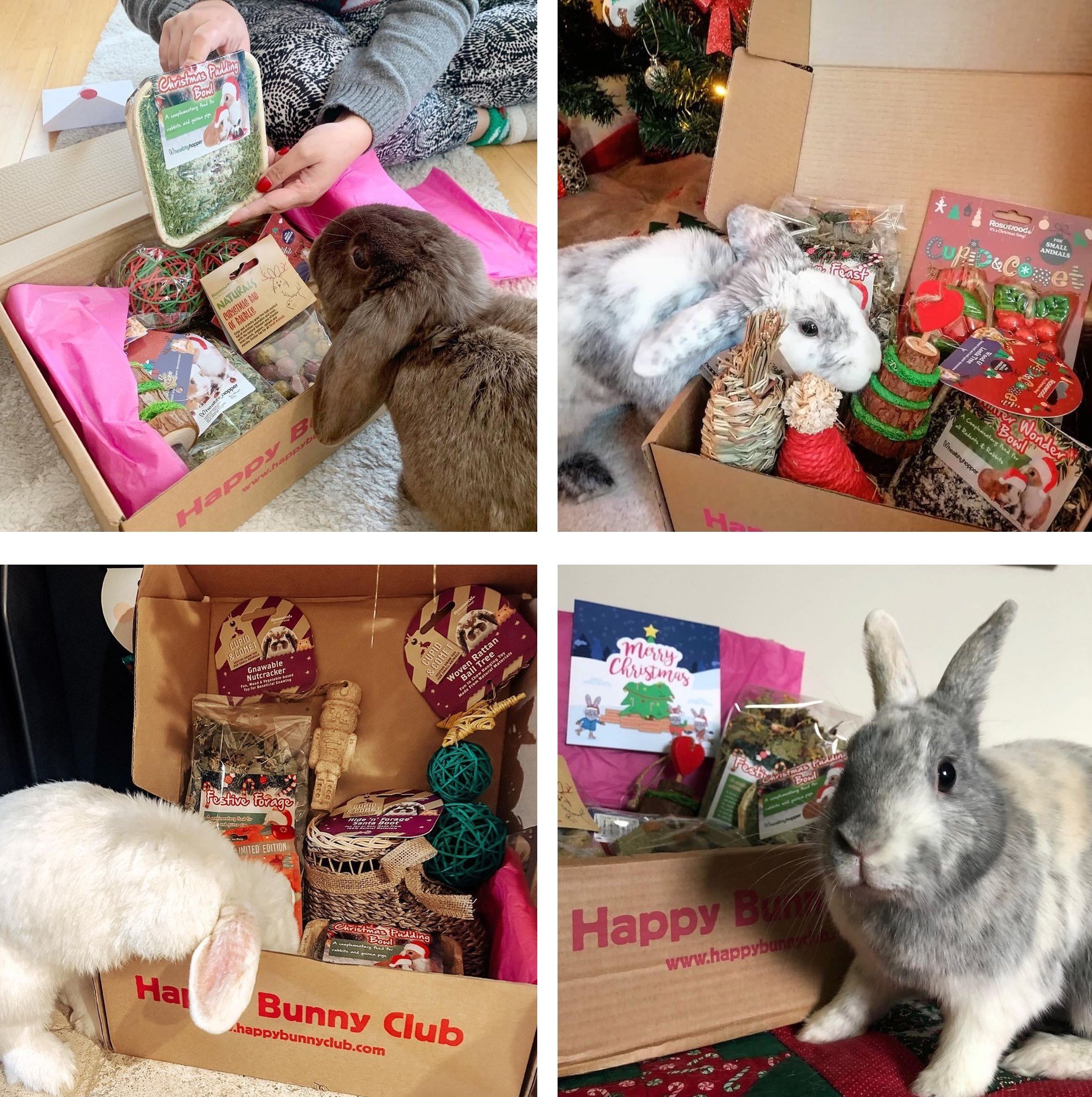 Rabbit Subscription Box of Toys, Treats & Gifts | Happy Bunny Club