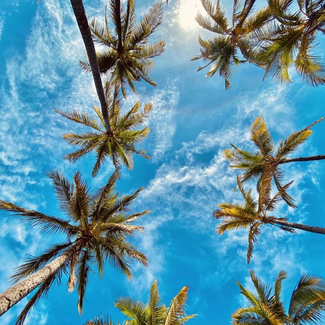 paradise delivered instagram photo